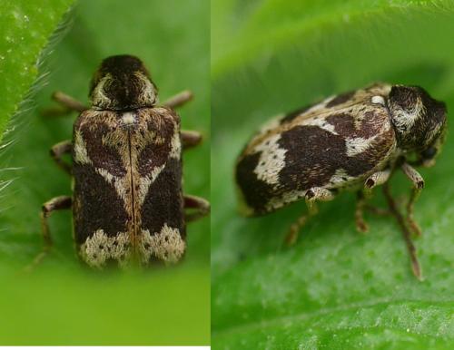 Réf. 322 120 : Ptinomorphus imperialis